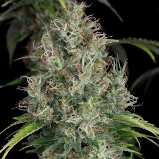 T.H. Seeds La S.A.G.E. CBD feminized