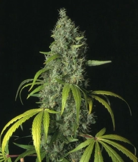 T.H. Seeds S.A.G.E. feminized 