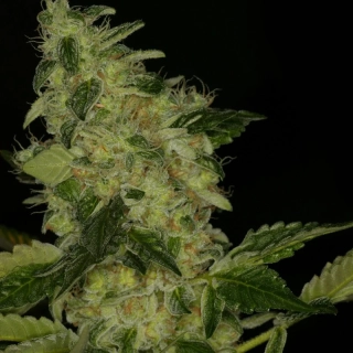 T.H. Seeds Sage´n Sour feminized 