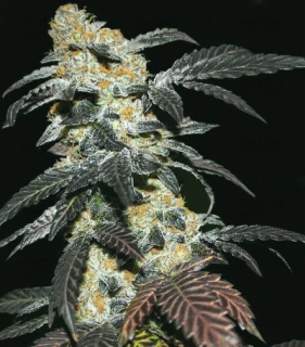 T.H. Seeds French Macaron (Gelato33 x French Cookies) feminized