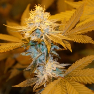 T.H. Seeds Strawberry Glue feminized 