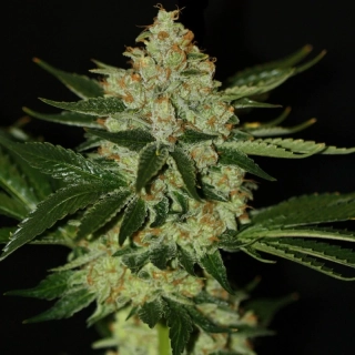 T.H. Seeds UnderDawg Kush feminized 