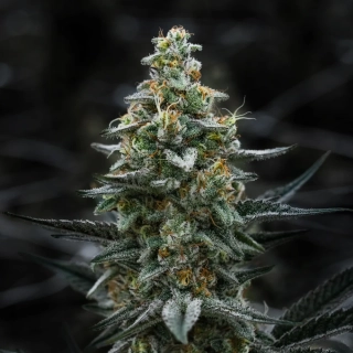 Sensi Seeds Sensi Skunk