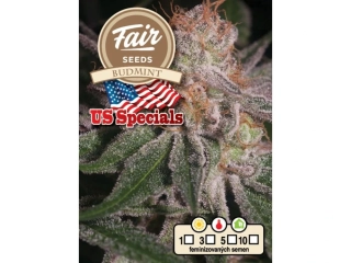 Fair Seeds Budmint feminized