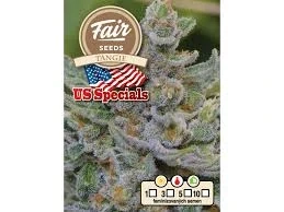 Fair Seeds Tangie feminized