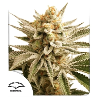 Dutch Passion AutoLemon Zkittle