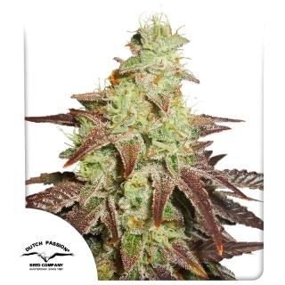 Dutch Passion AutoNight Queen