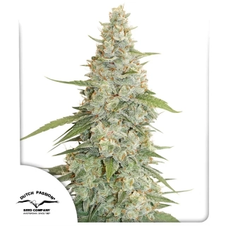 Dutch Passion Merinque