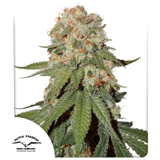 Dutch Passion Orange Hill Special