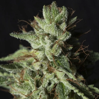 Eva seeds Gorilla Candy