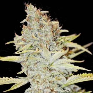 Eva seeds Furious Candy