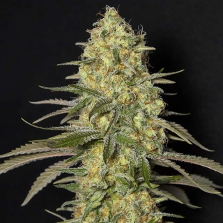 Eva seeds Black Dream