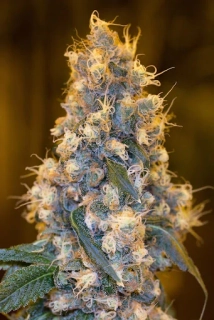 Humboldt Seeds Blue Fire