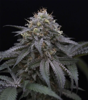 Humboldt Seeds Sugar Breath