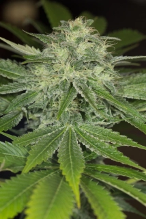 Humboldt Seeds Sapphire Scout