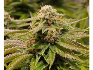 Humboldt Seeds Gorilla Breath