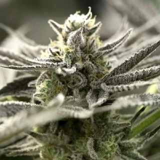 Humboldt Seeds OGKZ