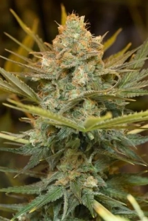 Humboldt Seeds Three Blue Kings