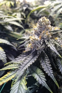 Humboldt Seeds Bubba's Gift