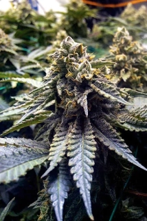 Humboldt Seeds Chocolate Mint OG