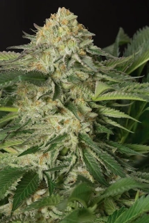 Humboldt Seeds Lemon Garlic OG