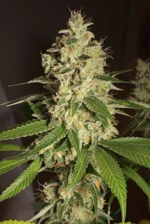 Humboldt Seeds Raspberry Diesel