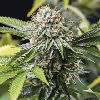 Humboldt Seeds Mango Sapphire