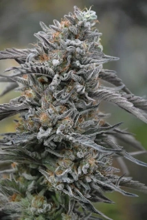 Humboldt Seeds Black D.O.G.
