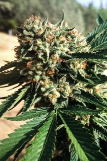 Humboldt Seeds Sapphire OG