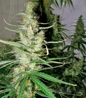 Green House Seeds Hawaiian Snow