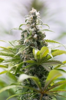 Humboldt Seeds Green Crack CBD
