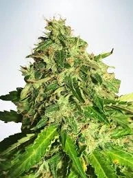 Ministry of Cannabis Auto Cannabis Light