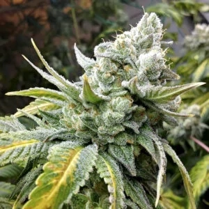 Ministry of Cannabis Mamacita's Cookies