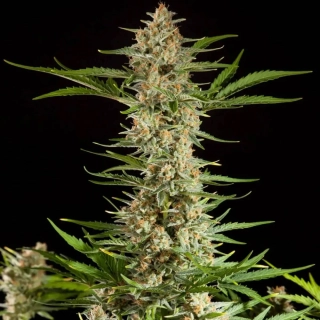 Philosopher Seeds Fraggle Skunk Auto