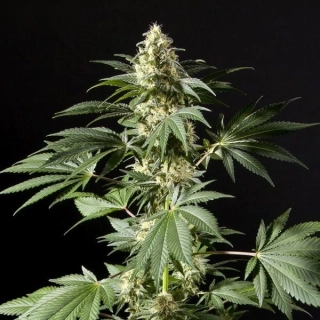 Philosopher Seeds Sleepy Yoda Auto