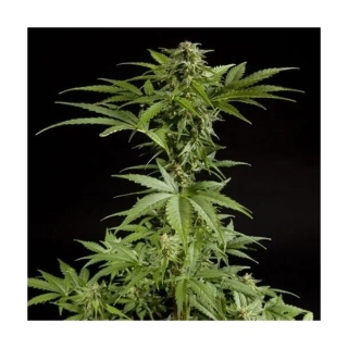 Philosopher Seeds White Yoda Auto