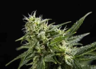 Philosopher Seeds Cheesy Auto CBD
