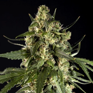 Philosopher Seeds Lemon Auto CBD