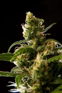 Philosopher Seeds Jamaican Blueberry BX Regular