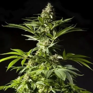 Philosopher Seeds CLASSIC line Amnesika 2.0