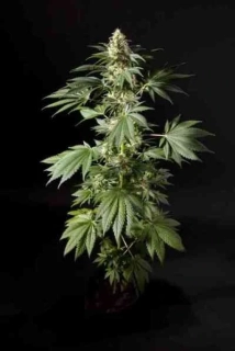 Philosopher Seeds CLASSIC line Black Bomb
