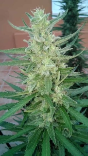 Philosopher Seeds CLASSIC line Early Maroc