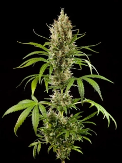 Philosopher Seeds CLASSIC line Easy Haze
