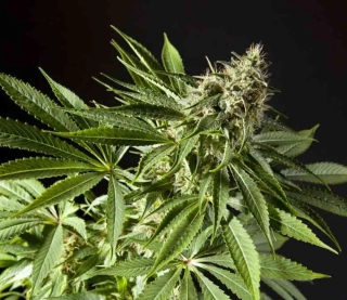 Philosopher Seeds CLASSIC line Tropimango