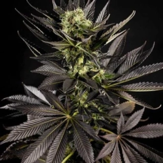 Philosopher Seeds CLASSIC line Heaven's Fruit