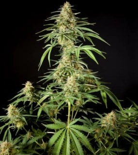 Philosopher Seeds CLASSIC line Philo Skunk