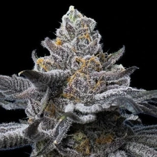 Philosopher Seeds GOLO line Fruity Jack
