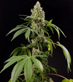 Philosopher Seeds GOLO line Guava Berry Kush