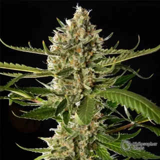 Philosopher Seeds GOLO line Lemon OG Candy