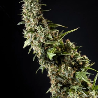 Philosopher Seeds GOLO line Orange Candy